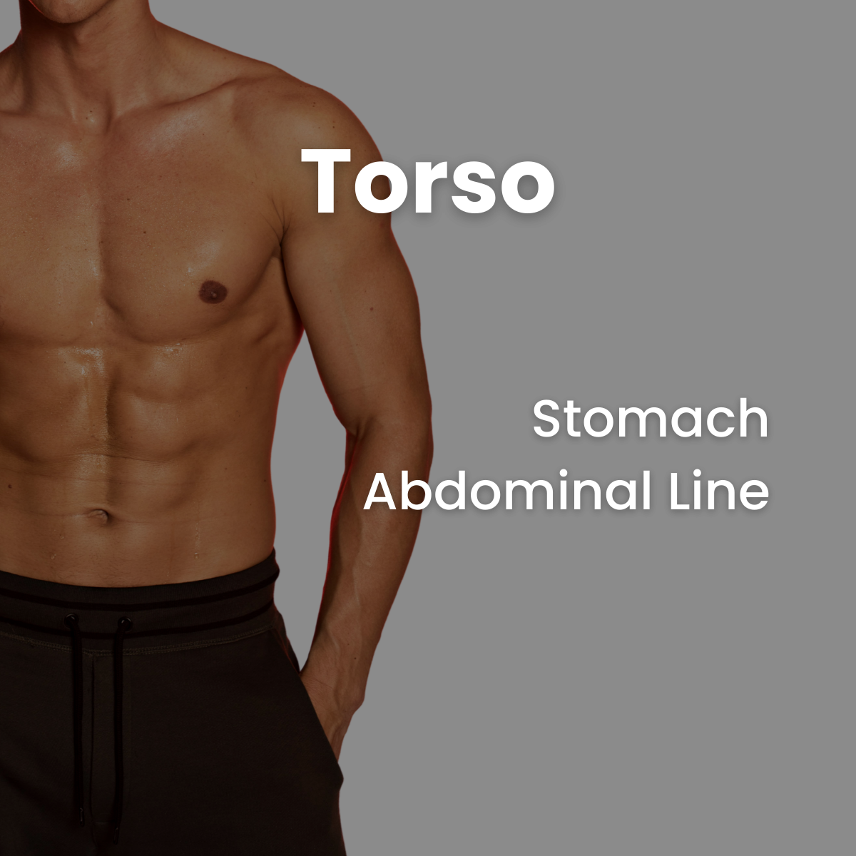 Torso (Male)